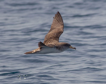 Bird flying over sea