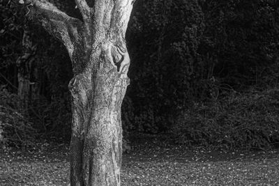 Close-up of tree trunk in forest