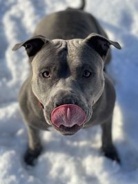 Close-up portrait of a dog