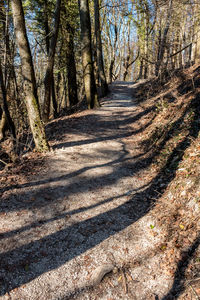 Road amidst trees in forest