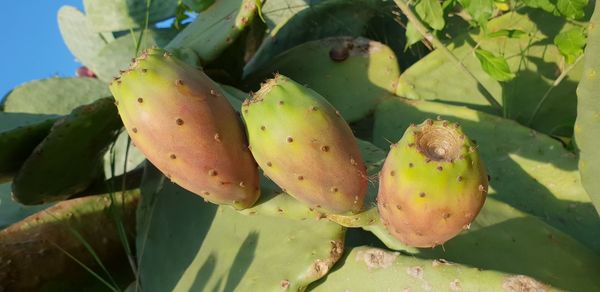 Close-up of prickly pear cactus