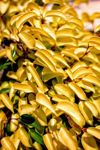 Full frame shot of yellow flowers