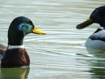 Duck swimming in lake