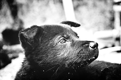 Close-up of black cat