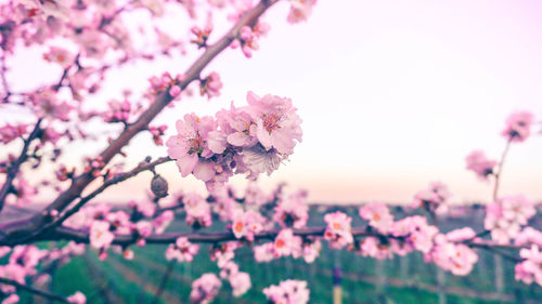 Close-up of pink cherry blossoms in spring