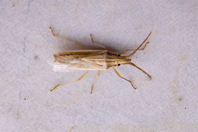 High angle view of insect on wall