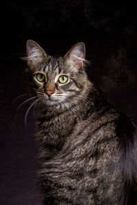 Close-up portrait of cat sitting against black background