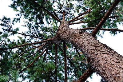 Low angle view of tree against sky