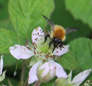Close-up of bee pollinating on flower