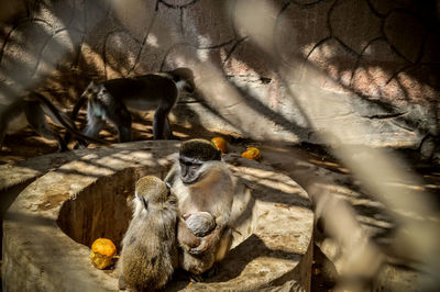 Monkeys sitting in a zoo