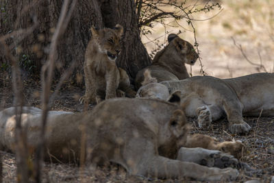 Lion family on field in forest