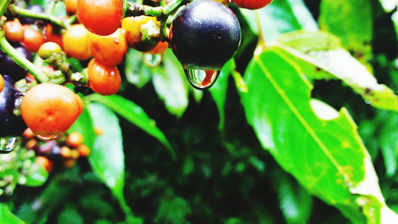 fruit, growth, tree, nature, food and drink, close-up, plant, no people, leaf, outdoors, day, freshness, healthy eating, food, beauty in nature