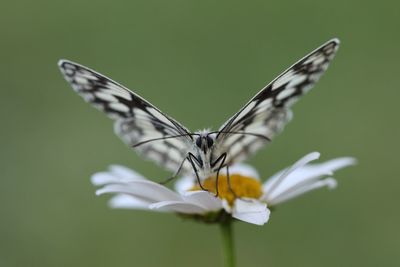 Close-up of butterfly on white flower