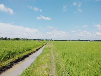 Scenic view of agricultural field against sky