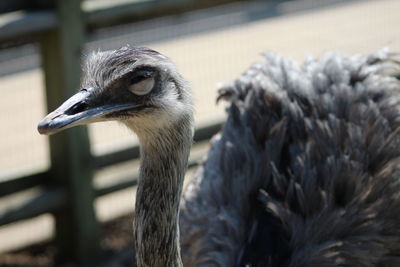 Close-up of a bird looking away