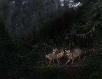 High angle view of foxes on land