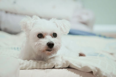 Portrait of white dog relaxing on bed at home