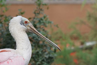 Close-up of a bird