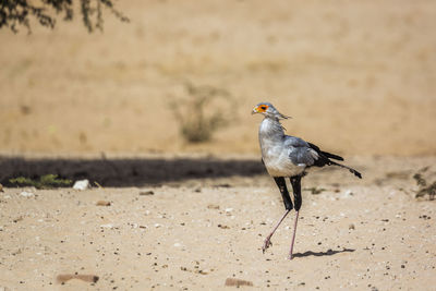 Bird perching on a sand