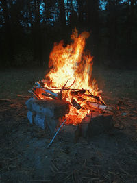 Bonfire on wood in forest