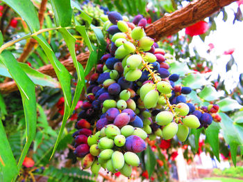 Close-up of grapes hanging on tree