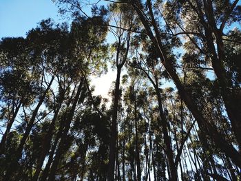 Low angle view of trees against sky
