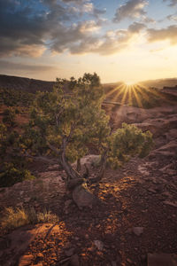 Plants growing on land against sky during sunset