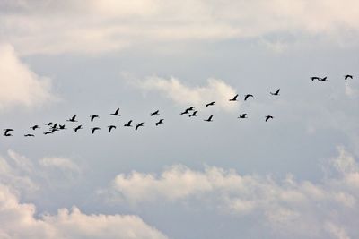 Low angle view of birds flying in sky