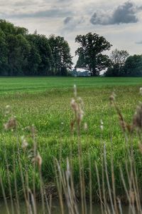 Scenic view of grassy field against sky