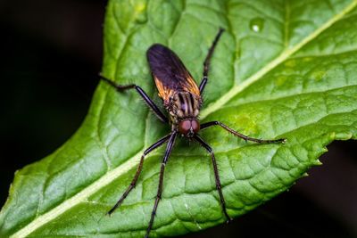 Close-up of insect on leaf