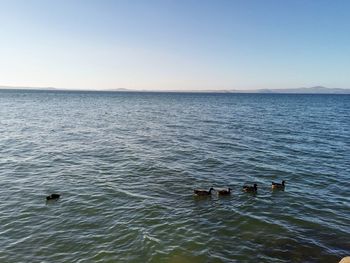 Ducks swimming in sea against clear sky