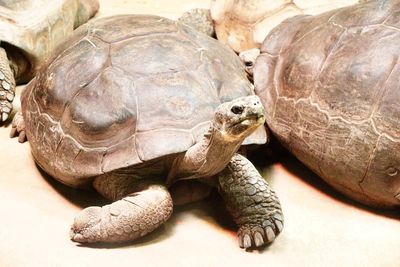 Close-up of a turtle in zoo