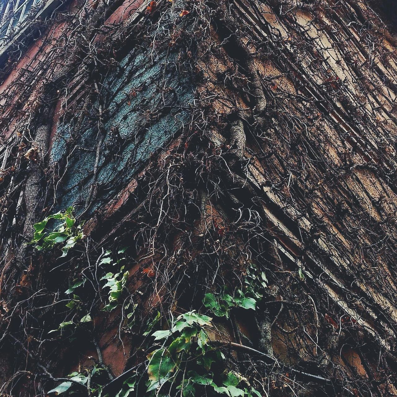 tree, growth, no people, low angle view, nature, backgrounds, full frame, plant, branch, outdoors, close-up, beauty in nature, leaf, day, animal themes, sky