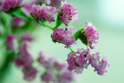 Close-up of pink flowers