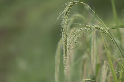 Close-up of wheat growing on field