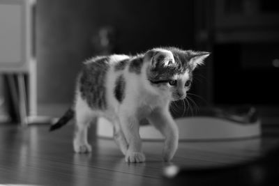 Close-up of a cat looking away