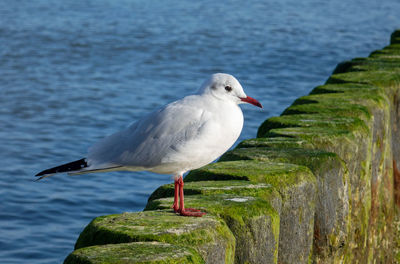 Close-up of seagull perching on wooden post