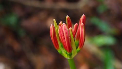 Close-up of red flower