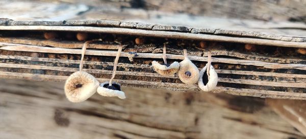 Close-up of birds on wood