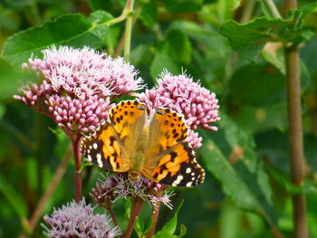 Close-up of butterfly on flower