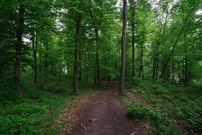Road amidst trees in forest