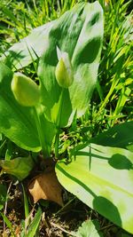 Close-up of plant