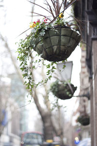 Low angle view of flower tree against sky