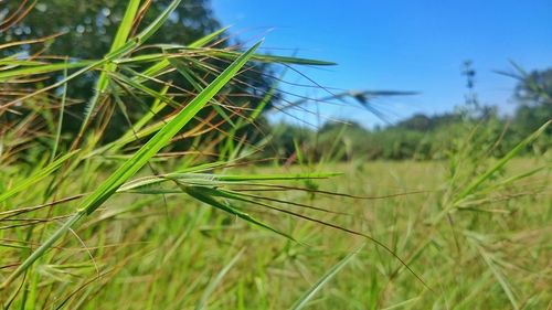 Close-up of plant growing on field