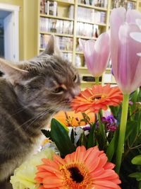 Close-up of cat with flower