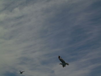 Low angle view of bird flying against sky