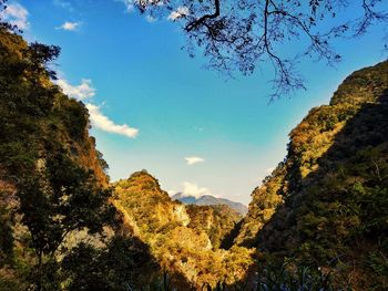 Low angle view of trees on mountain against sky