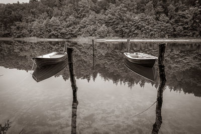 Wooden posts in lake against trees in forest