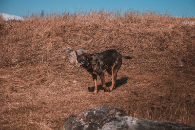 Dog walking on field