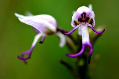 Close-up of purple flowers
